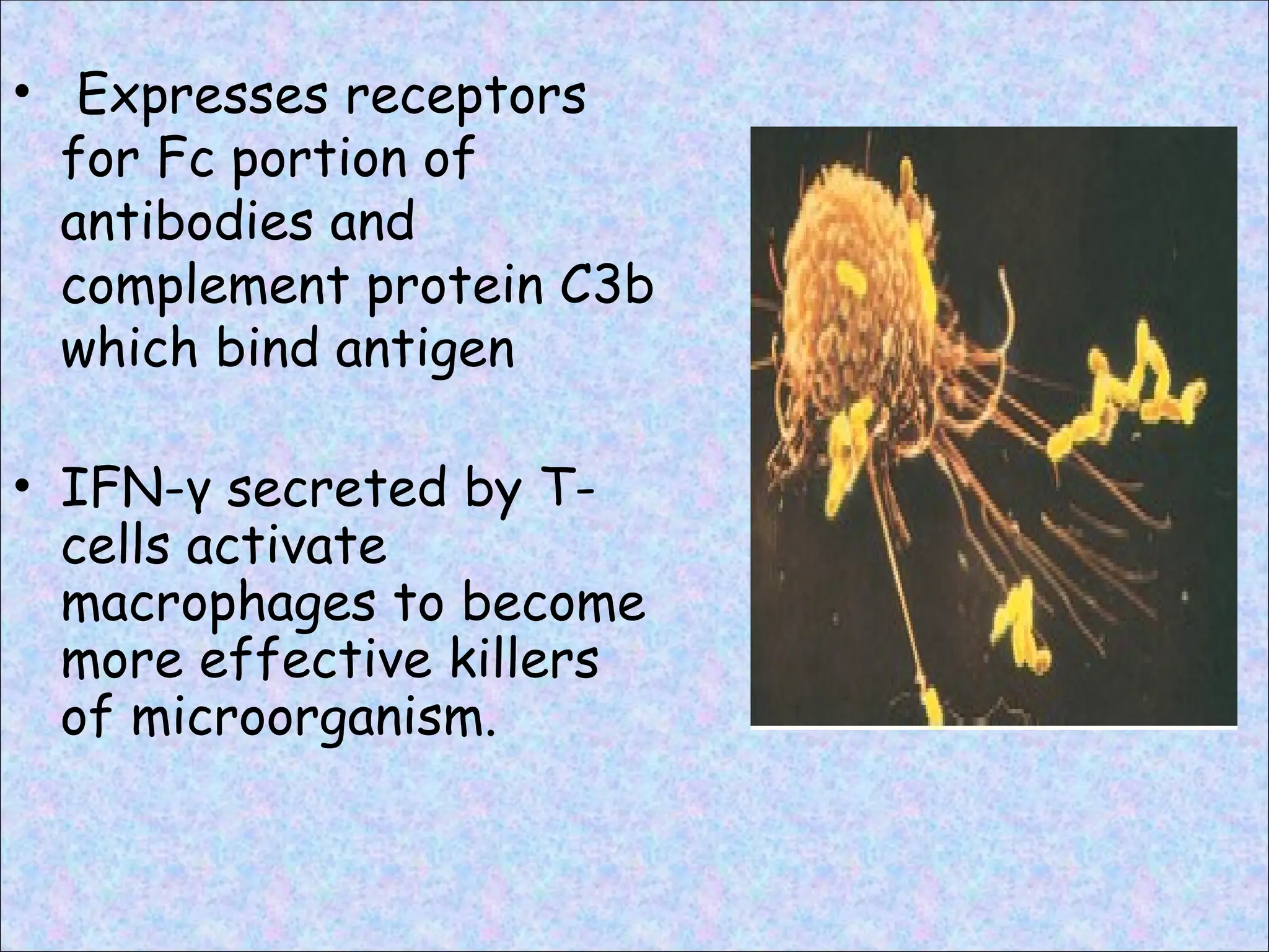 • Expresses receptors
for Fc portion of
antibodies and
complement protein C3b
which bind antigen
• IFN-γ secreted by T-
cells activate
macrophages to become
more effective killers
of microorganism.
 