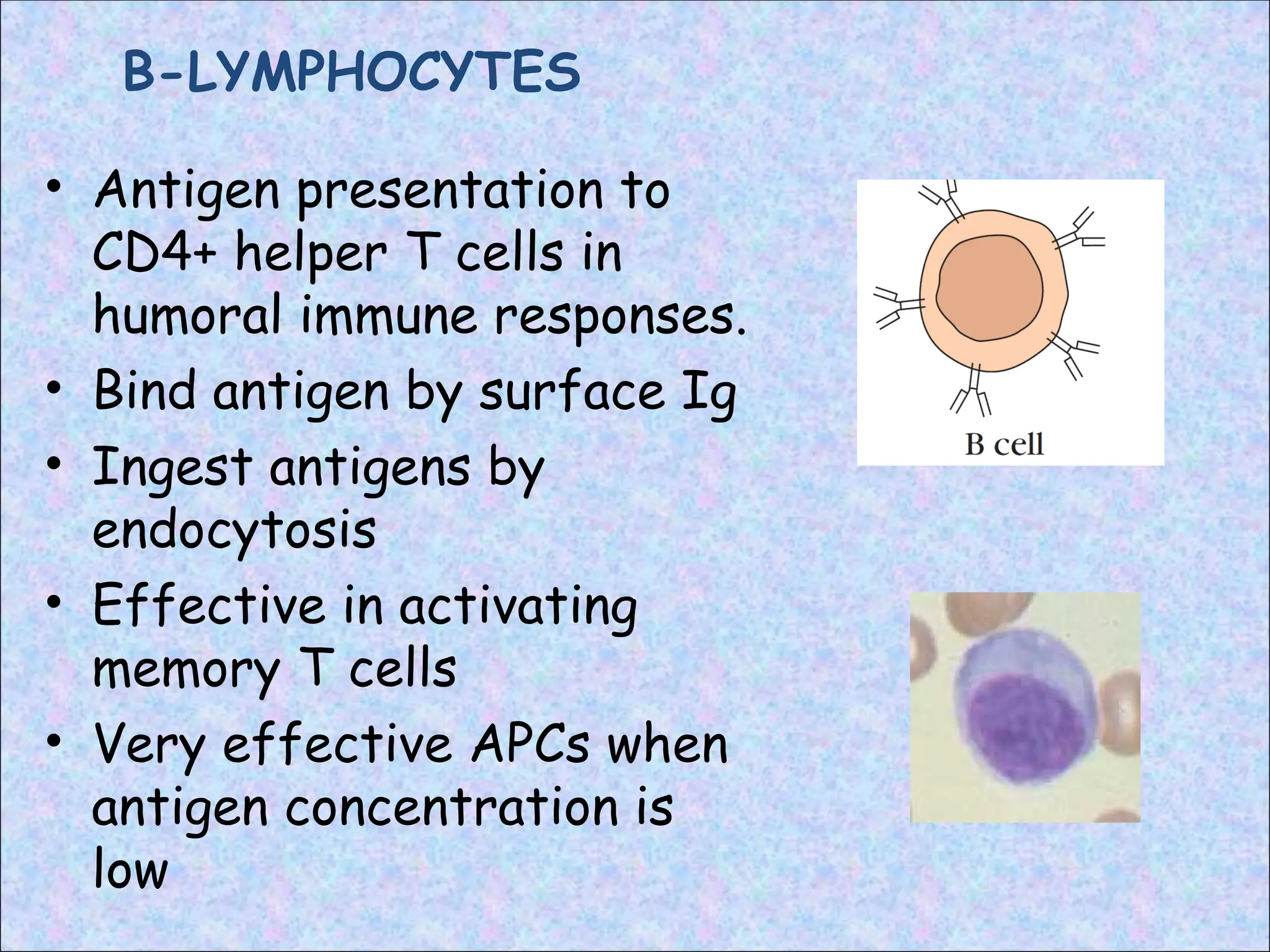 B-LYMPHOCYTES
• Antigen presentation to
CD4+ helper T cells in
humoral immune responses.
• Bind antigen by surface Ig
• Ingest antigens by
endocytosis
• Effective in activating
memory T cells
• Very effective APCs when
antigen concentration is
low
 