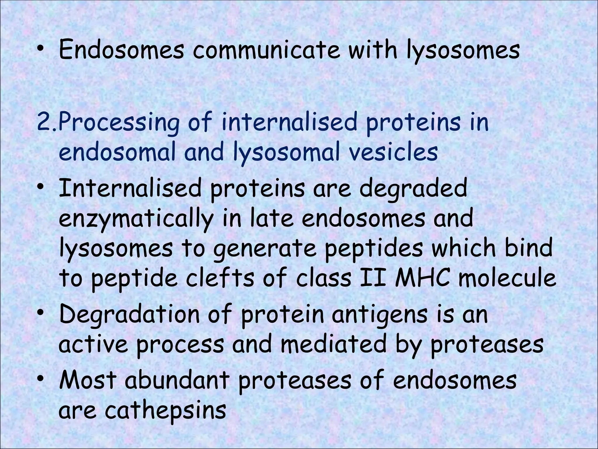 • Endosomes communicate with lysosomes
2.Processing of internalised proteins in
endosomal and lysosomal vesicles
• Internalised proteins are degraded
enzymatically in late endosomes and
lysosomes to generate peptides which bind
to peptide clefts of class II MHC molecule
• Degradation of protein antigens is an
active process and mediated by proteases
• Most abundant proteases of endosomes
are cathepsins
 