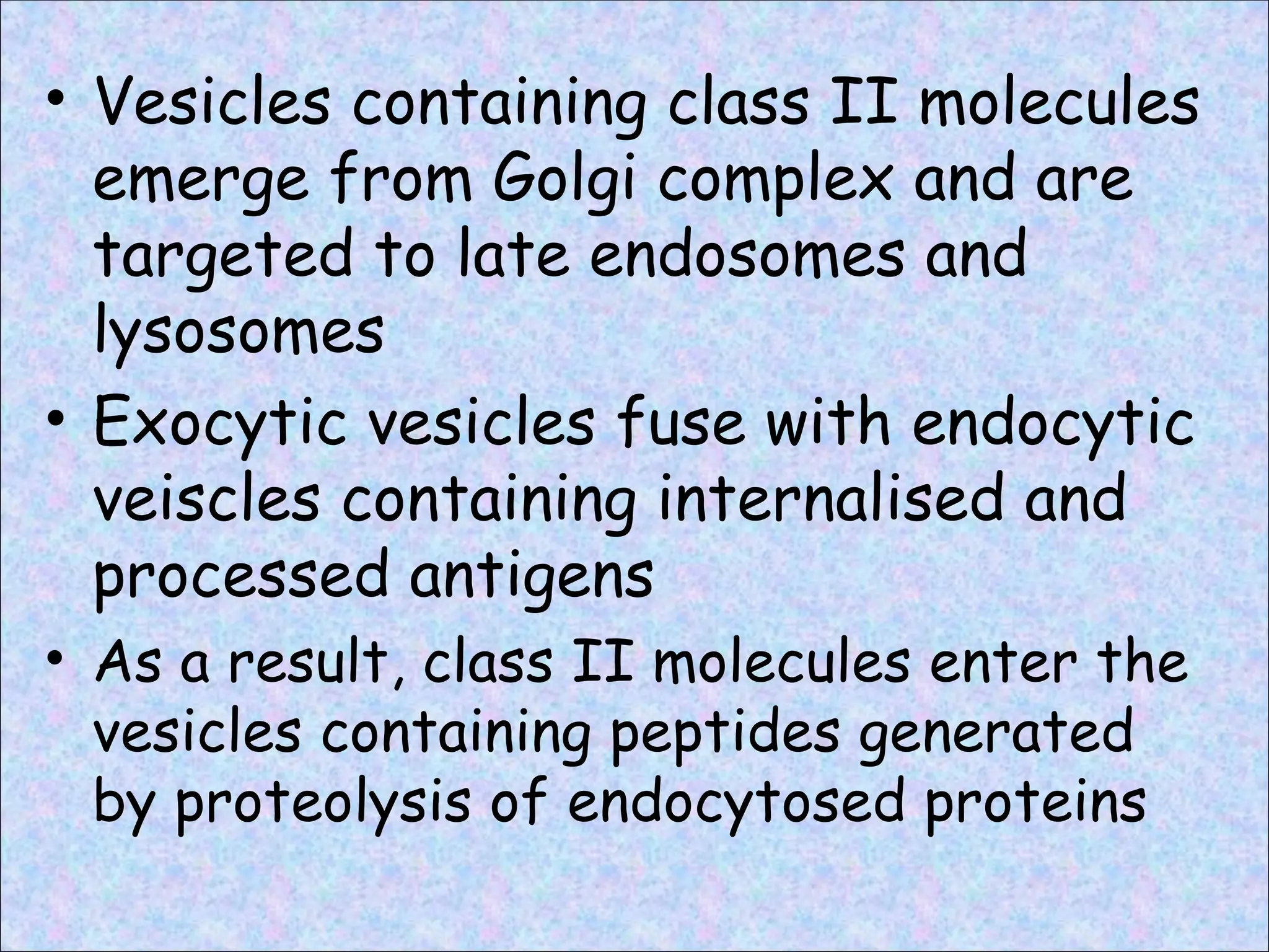 • Vesicles containing class II molecules
emerge from Golgi complex and are
targeted to late endosomes and
lysosomes
• Exocytic vesicles fuse with endocytic
veiscles containing internalised and
processed antigens
• As a result, class II molecules enter the
vesicles containing peptides generated
by proteolysis of endocytosed proteins
 