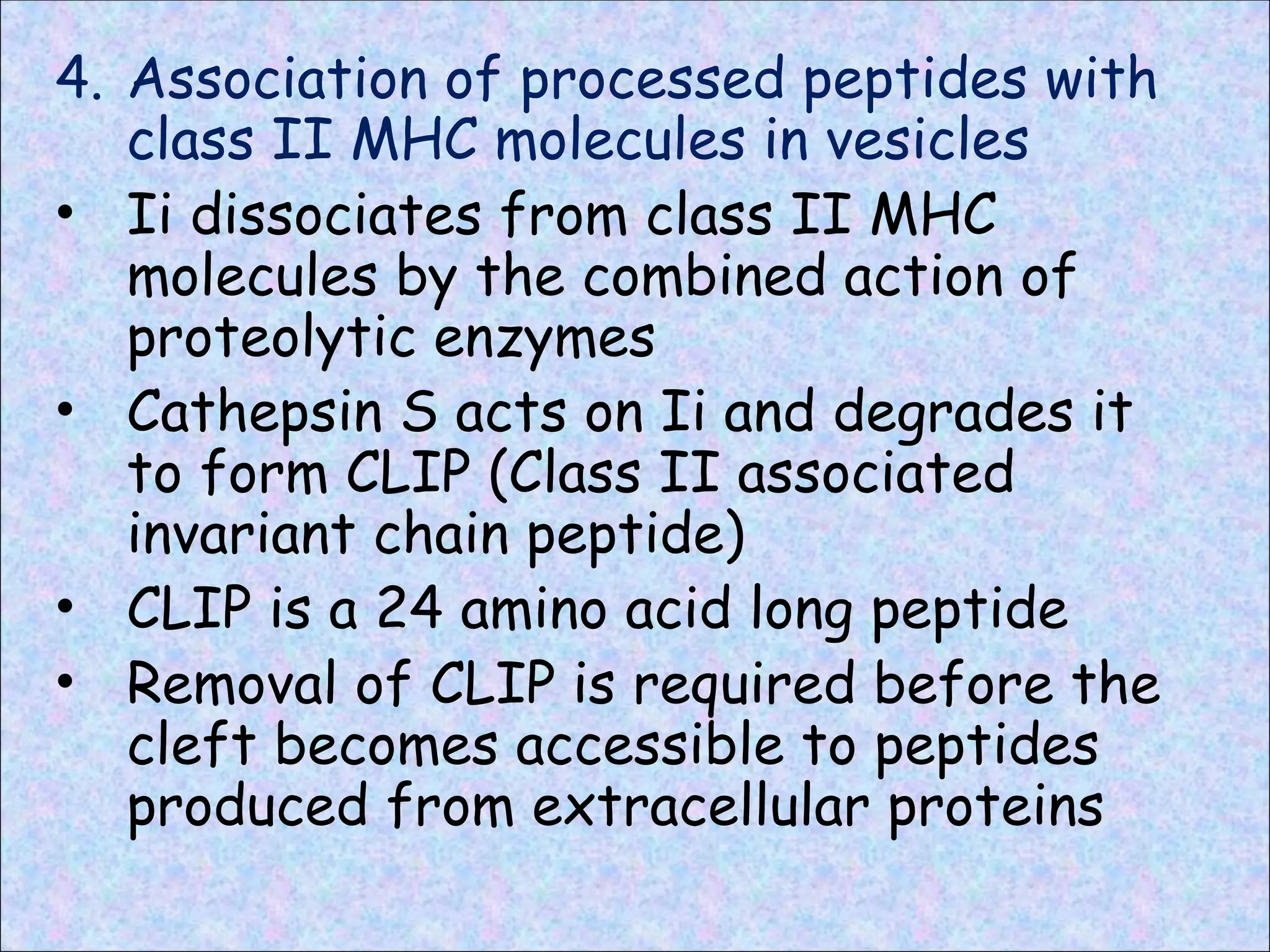 4. Association of processed peptides with
class II MHC molecules in vesicles
• Ii dissociates from class II MHC
molecules by the combined action of
proteolytic enzymes
• Cathepsin S acts on Ii and degrades it
to form CLIP (Class II associated
invariant chain peptide)
• CLIP is a 24 amino acid long peptide
• Removal of CLIP is required before the
cleft becomes accessible to peptides
produced from extracellular proteins
 