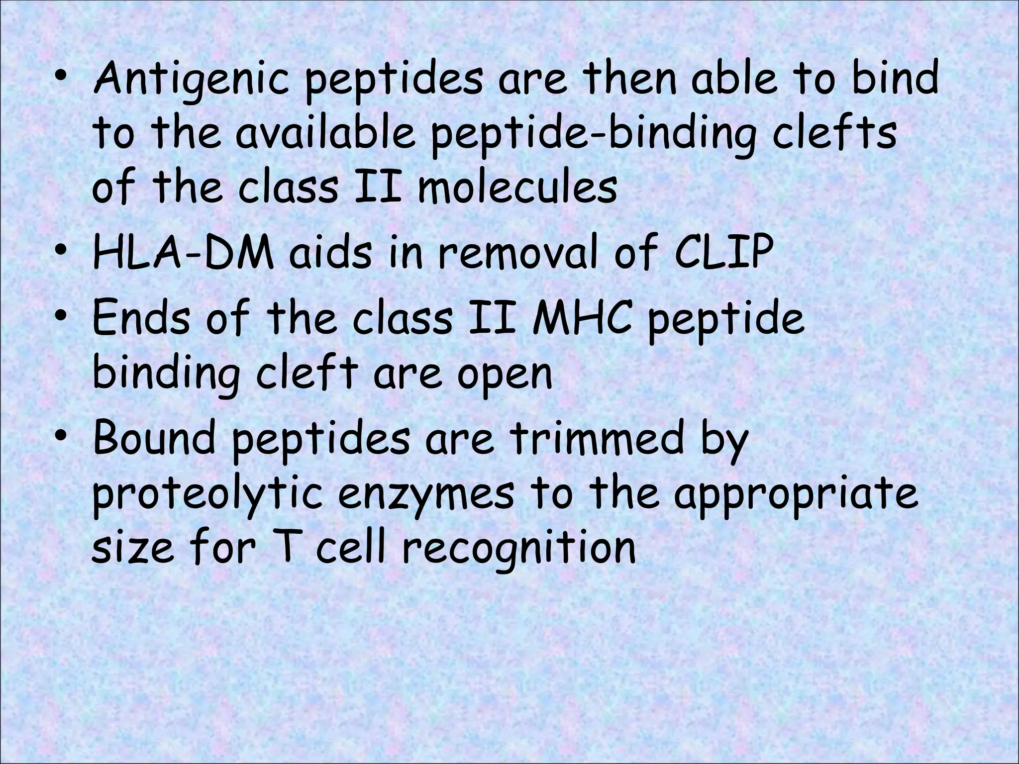 • Antigenic peptides are then able to bind
to the available peptide-binding clefts
of the class II molecules
• HLA-DM aids in removal of CLIP
• Ends of the class II MHC peptide
binding cleft are open
• Bound peptides are trimmed by
proteolytic enzymes to the appropriate
size for T cell recognition
 