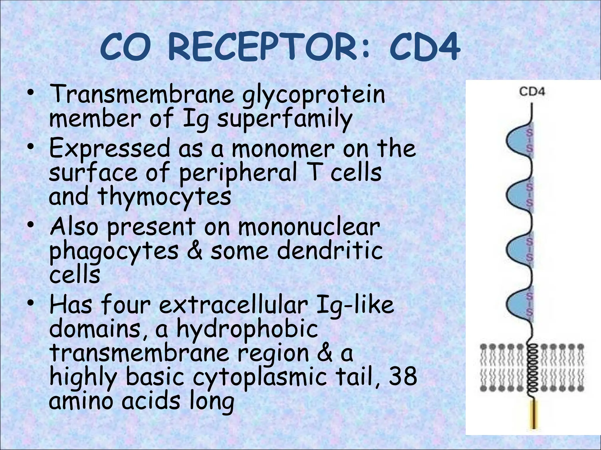 CO RECEPTOR: CD4
• Transmembrane glycoprotein
member of Ig superfamily
• Expressed as a monomer on the
surface of peripheral T cells
and thymocytes
• Also present on mononuclear
phagocytes & some dendritic
cells
• Has four extracellular Ig-like
domains, a hydrophobic
transmembrane region & a
highly basic cytoplasmic tail, 38
amino acids long
 