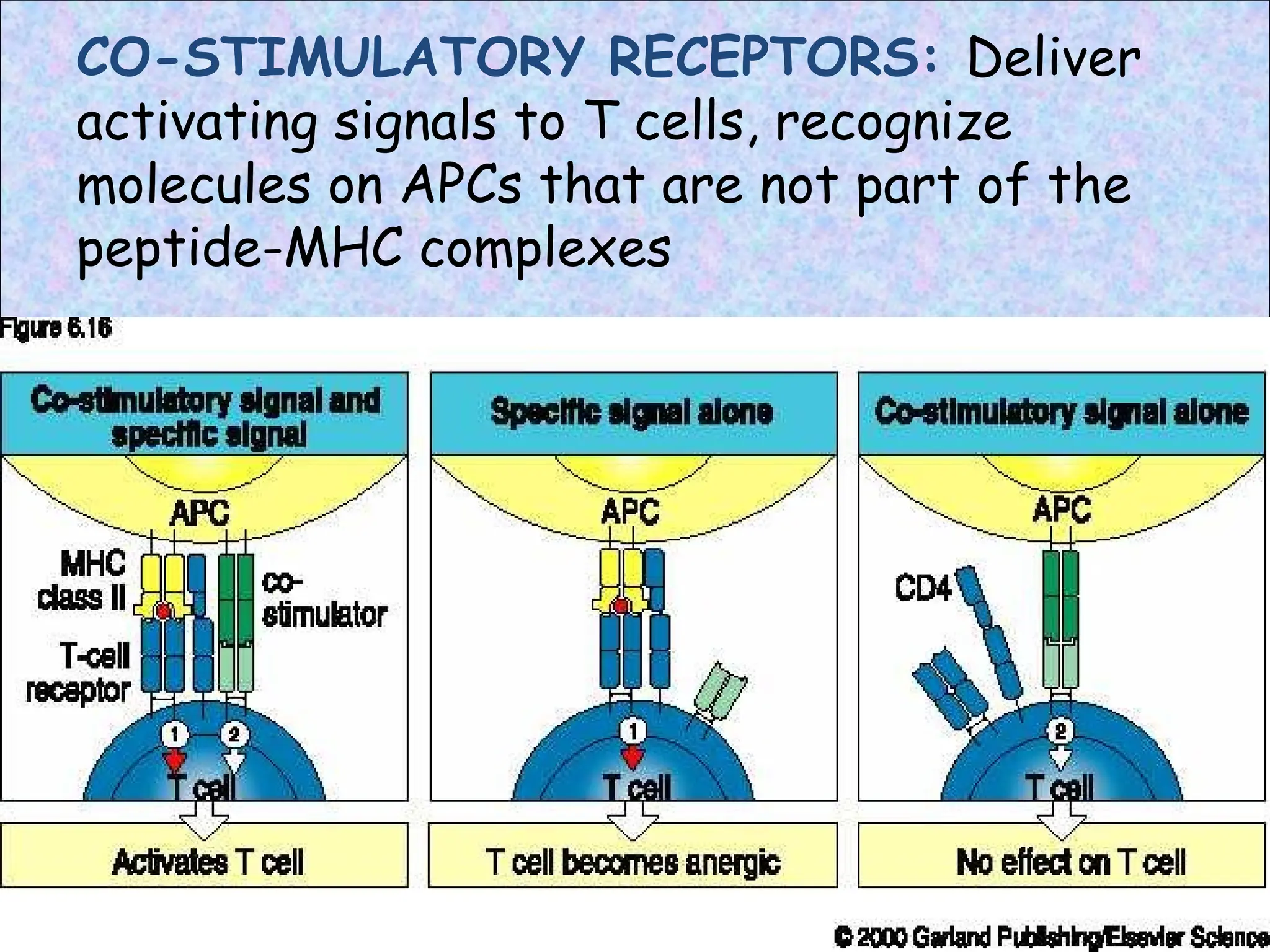 CO-STIMULATORY RECEPTORS: Deliver
activating signals to T cells, recognize
molecules on APCs that are not part of the
peptide-MHC complexes
 
