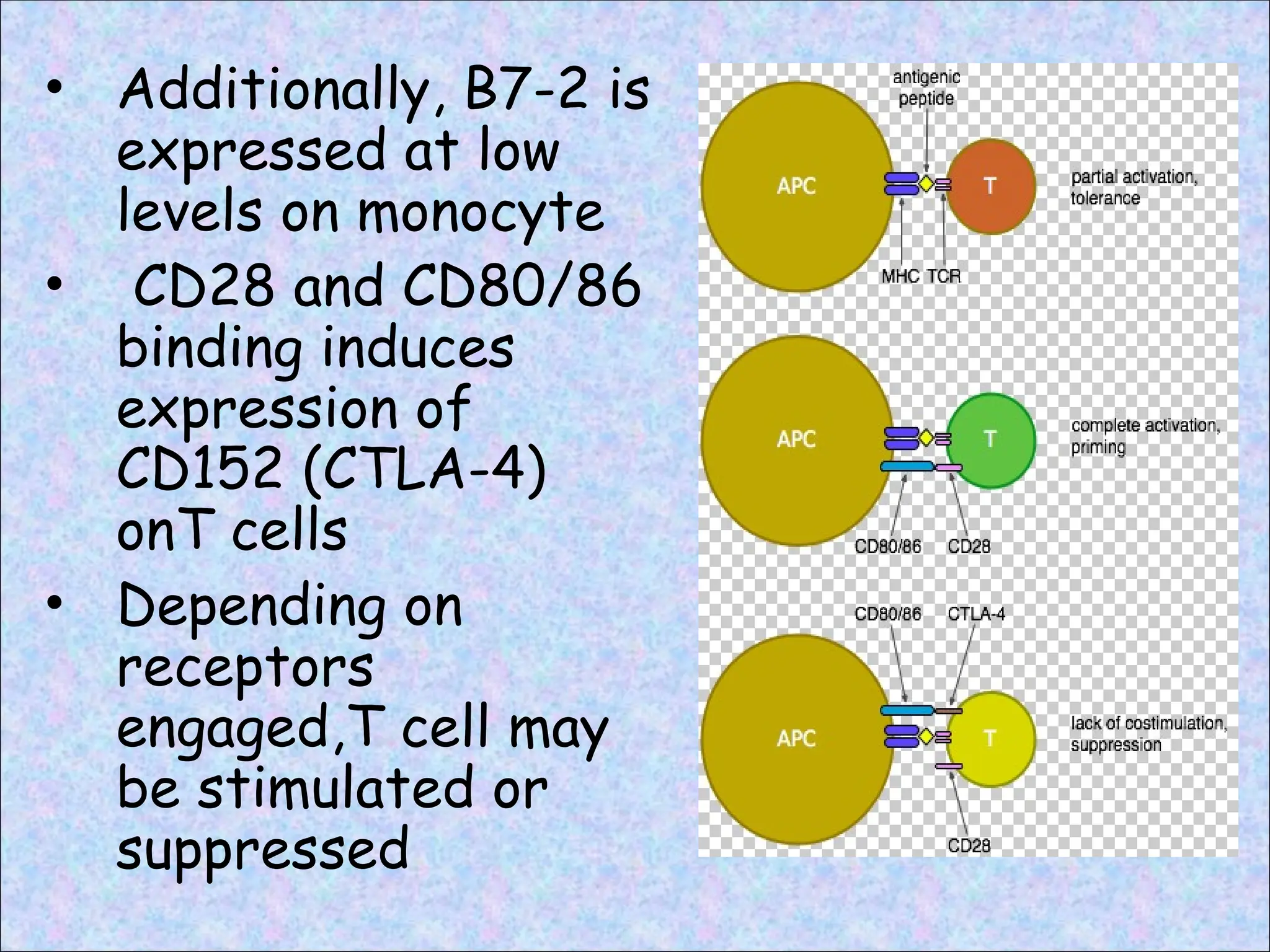 • Additionally, B7-2 is
expressed at low
levels on monocyte
• CD28 and CD80/86
binding induces
expression of
CD152 (CTLA-4)
onT cells
• Depending on
receptors
engaged,T cell may
be stimulated or
suppressed
 