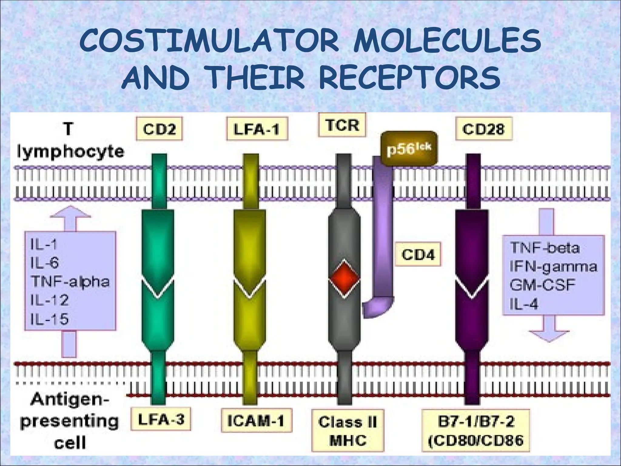 COSTIMULATOR MOLECULES
AND THEIR RECEPTORS
 