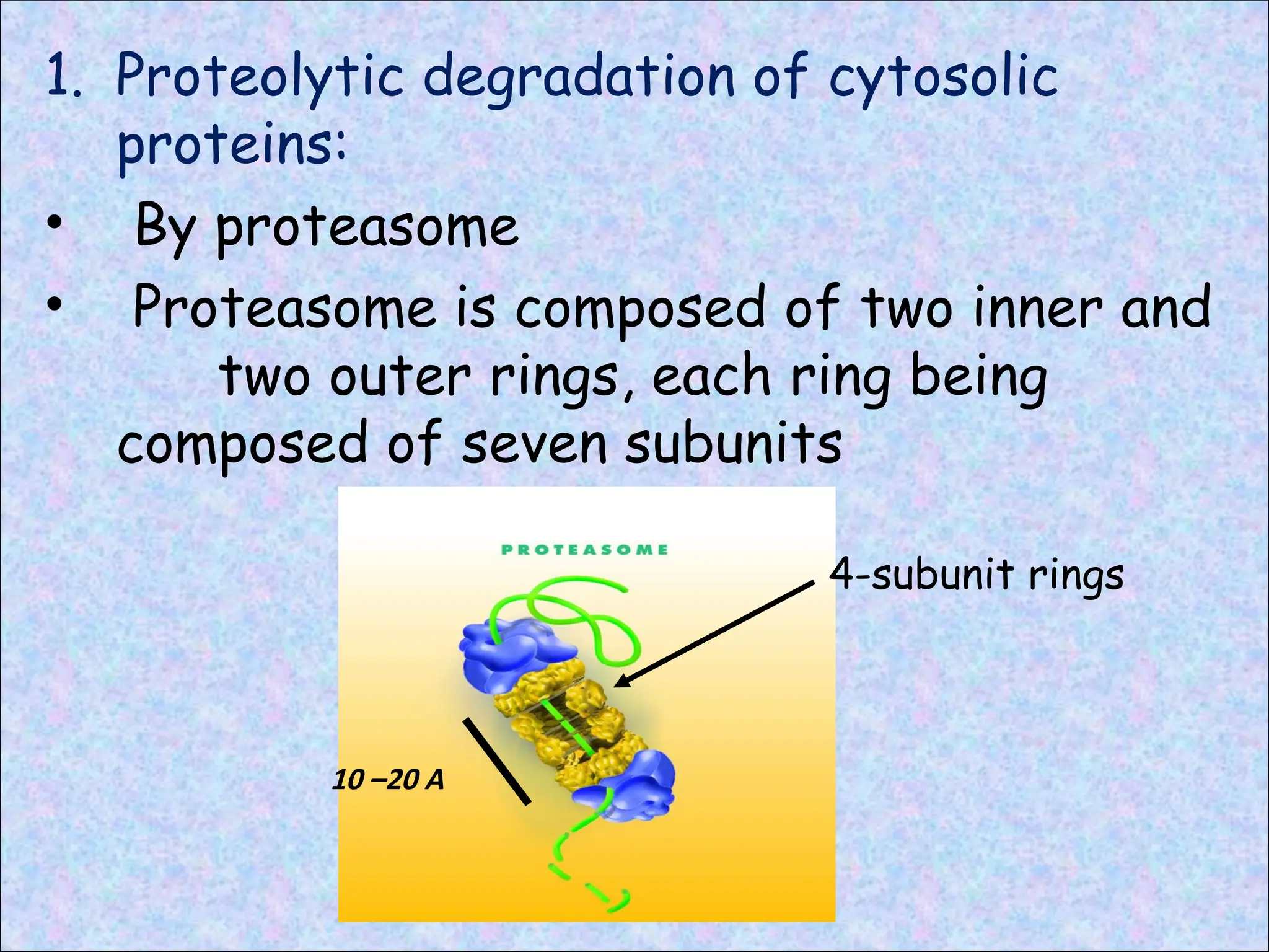 1. Proteolytic degradation of cytosolic
proteins:
• By proteasome
• Proteasome is composed of two inner and
two outer rings, each ring being
composed of seven subunits
4-subunit rings
10 –20 A
 
