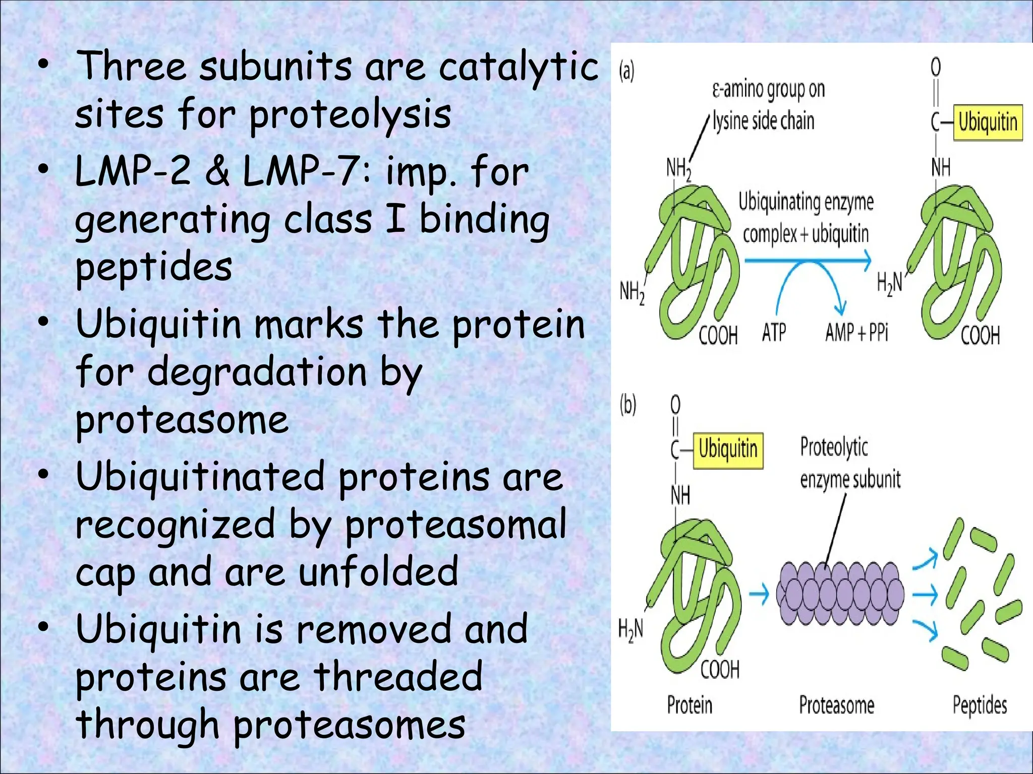 • Three subunits are catalytic
sites for proteolysis
• LMP-2 & LMP-7: imp. for
generating class I binding
peptides
• Ubiquitin marks the protein
for degradation by
proteasome
• Ubiquitinated proteins are
recognized by proteasomal
cap and are unfolded
• Ubiquitin is removed and
proteins are threaded
through proteasomes
 