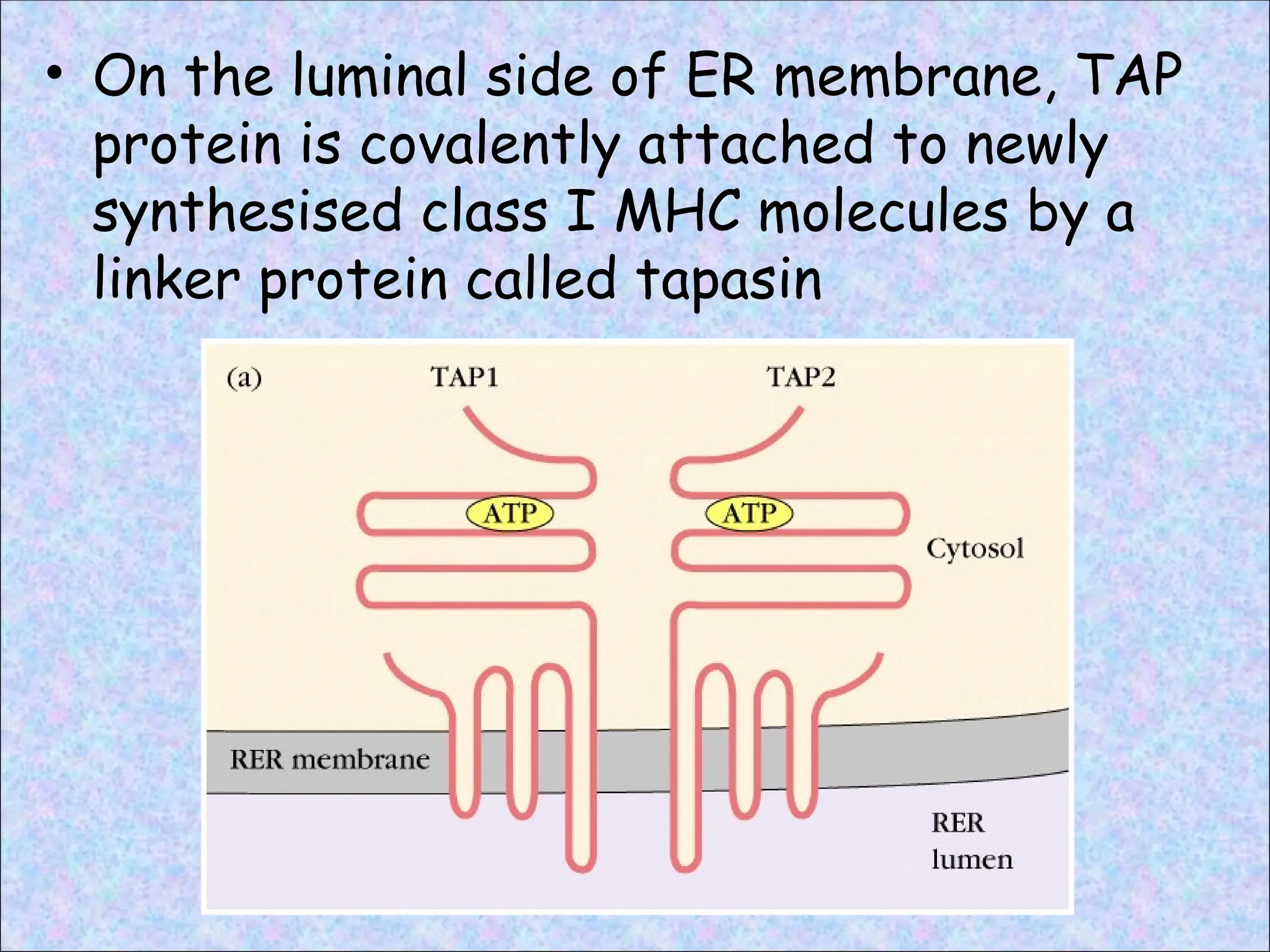 • On the luminal side of ER membrane, TAP
protein is covalently attached to newly
synthesised class I MHC molecules by a
linker protein called tapasin
 