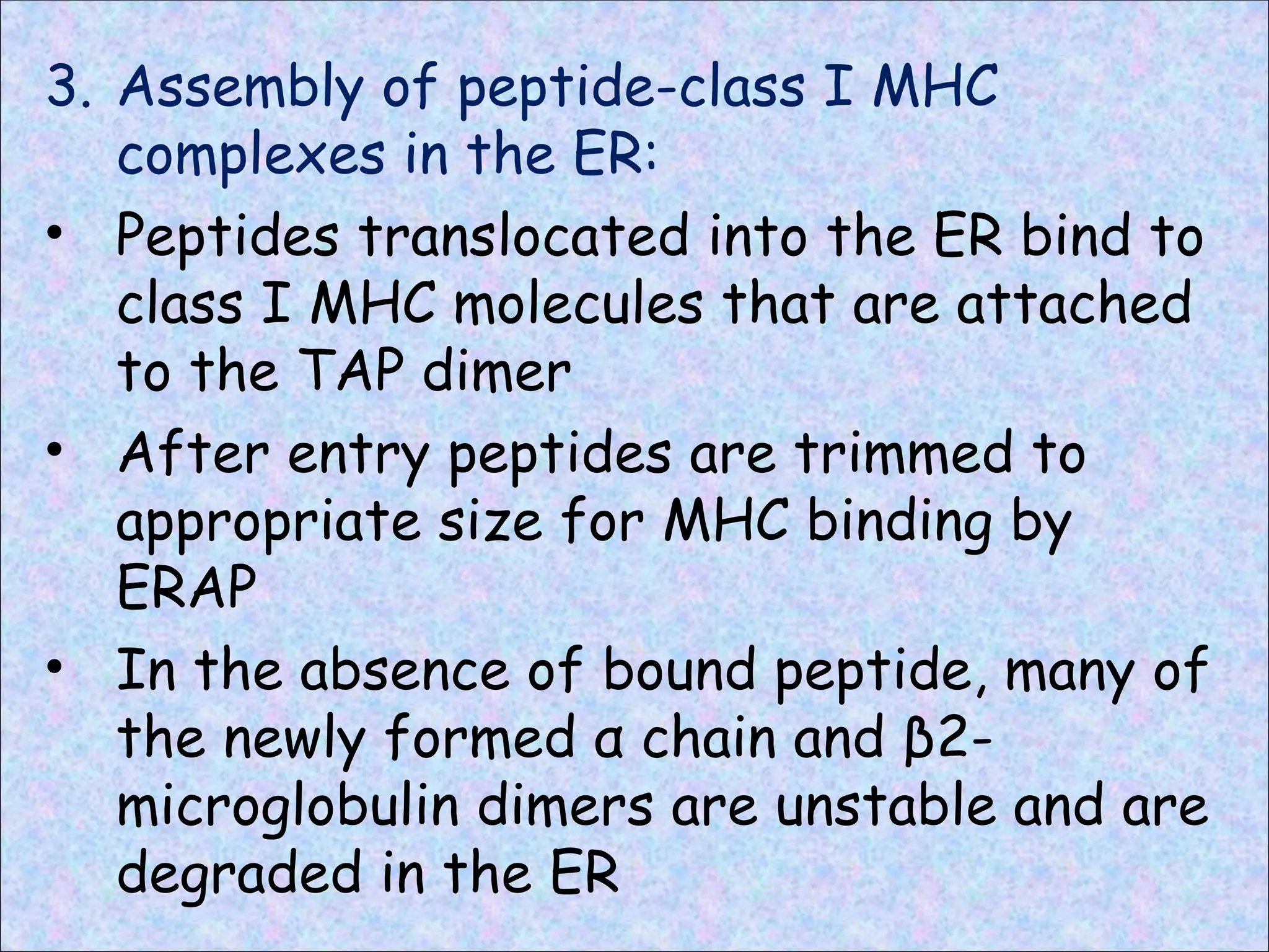 3. Assembly of peptide-class I MHC
complexes in the ER:
• Peptides translocated into the ER bind to
class I MHC molecules that are attached
to the TAP dimer
• After entry peptides are trimmed to
appropriate size for MHC binding by
ERAP
• In the absence of bound peptide, many of
the newly formed α chain and β2-
microglobulin dimers are unstable and are
degraded in the ER
 