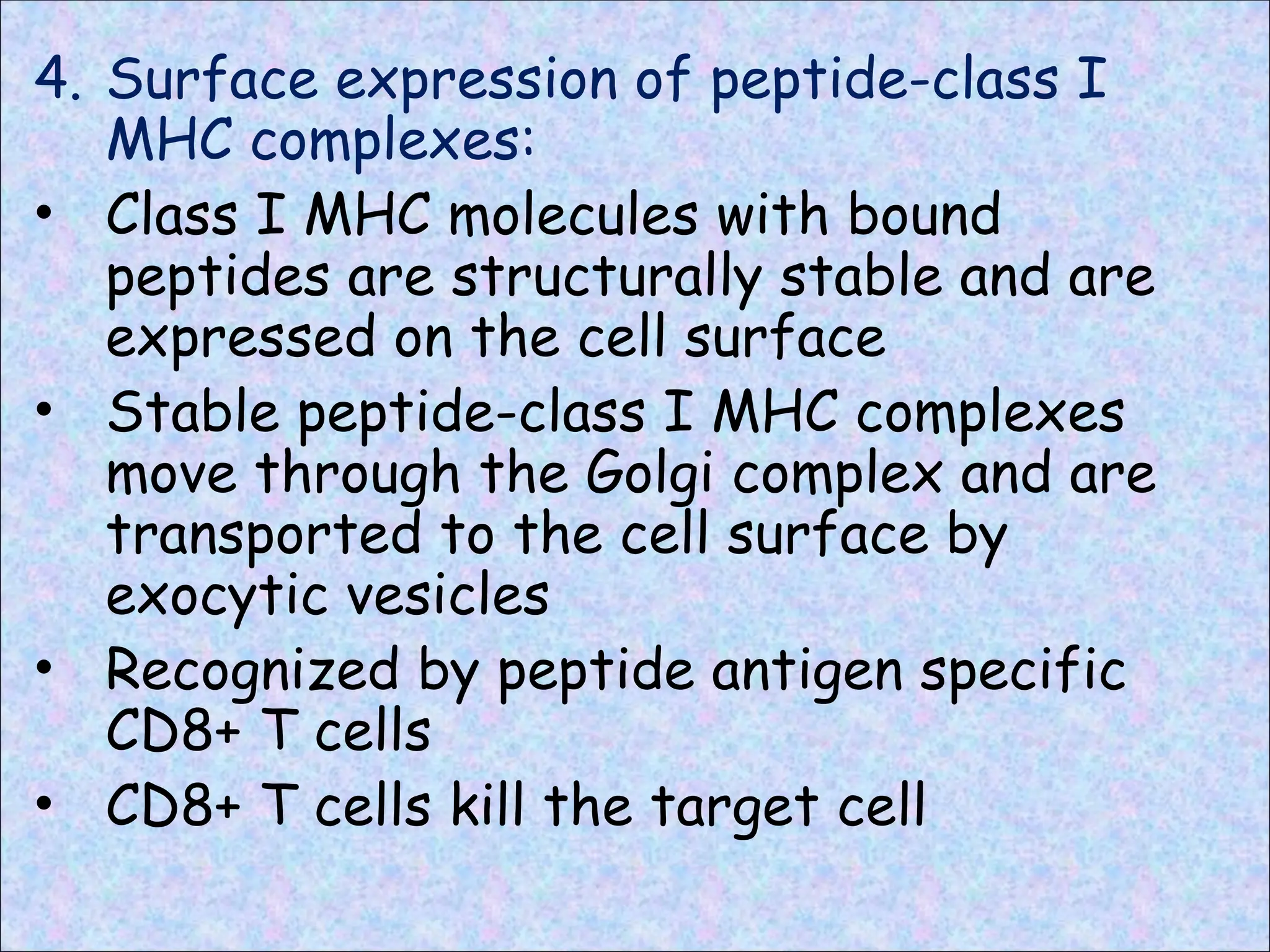 4. Surface expression of peptide-class I
MHC complexes:
• Class I MHC molecules with bound
peptides are structurally stable and are
expressed on the cell surface
• Stable peptide-class I MHC complexes
move through the Golgi complex and are
transported to the cell surface by
exocytic vesicles
• Recognized by peptide antigen specific
CD8+ T cells
• CD8+ T cells kill the target cell
 