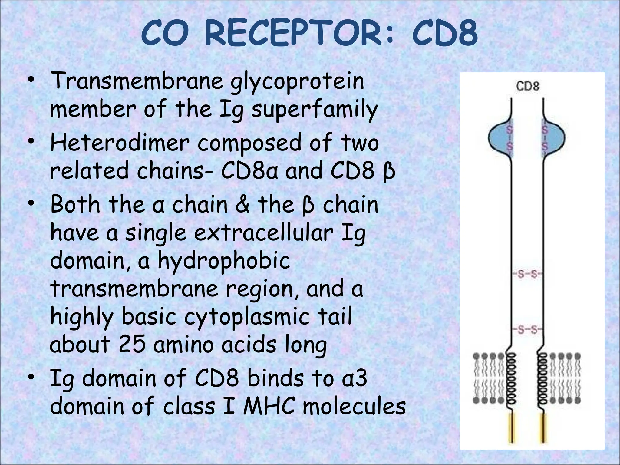 CO RECEPTOR: CD8
• Transmembrane glycoprotein
member of the Ig superfamily
• Heterodimer composed of two
related chains- CD8α and CD8 β
• Both the α chain & the β chain
have a single extracellular Ig
domain, a hydrophobic
transmembrane region, and a
highly basic cytoplasmic tail
about 25 amino acids long
• Ig domain of CD8 binds to α3
domain of class I MHC molecules
 