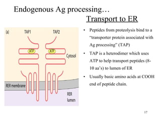 Endogenous Ag processing…
Transport to ER
• Peptides from proteolysis bind to a
“transporter protein associated with
Ag pr...