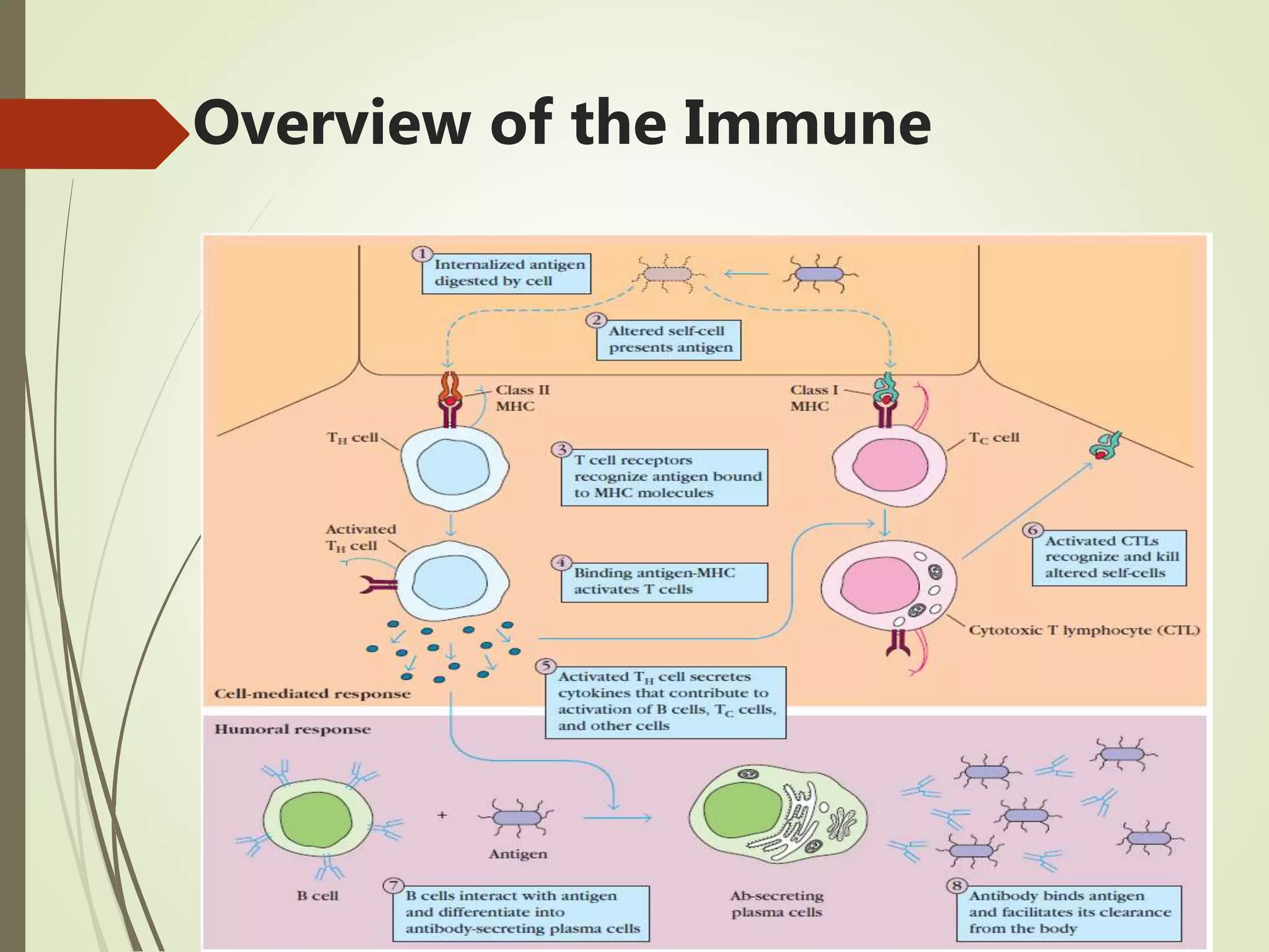 Overview of the Immune
 