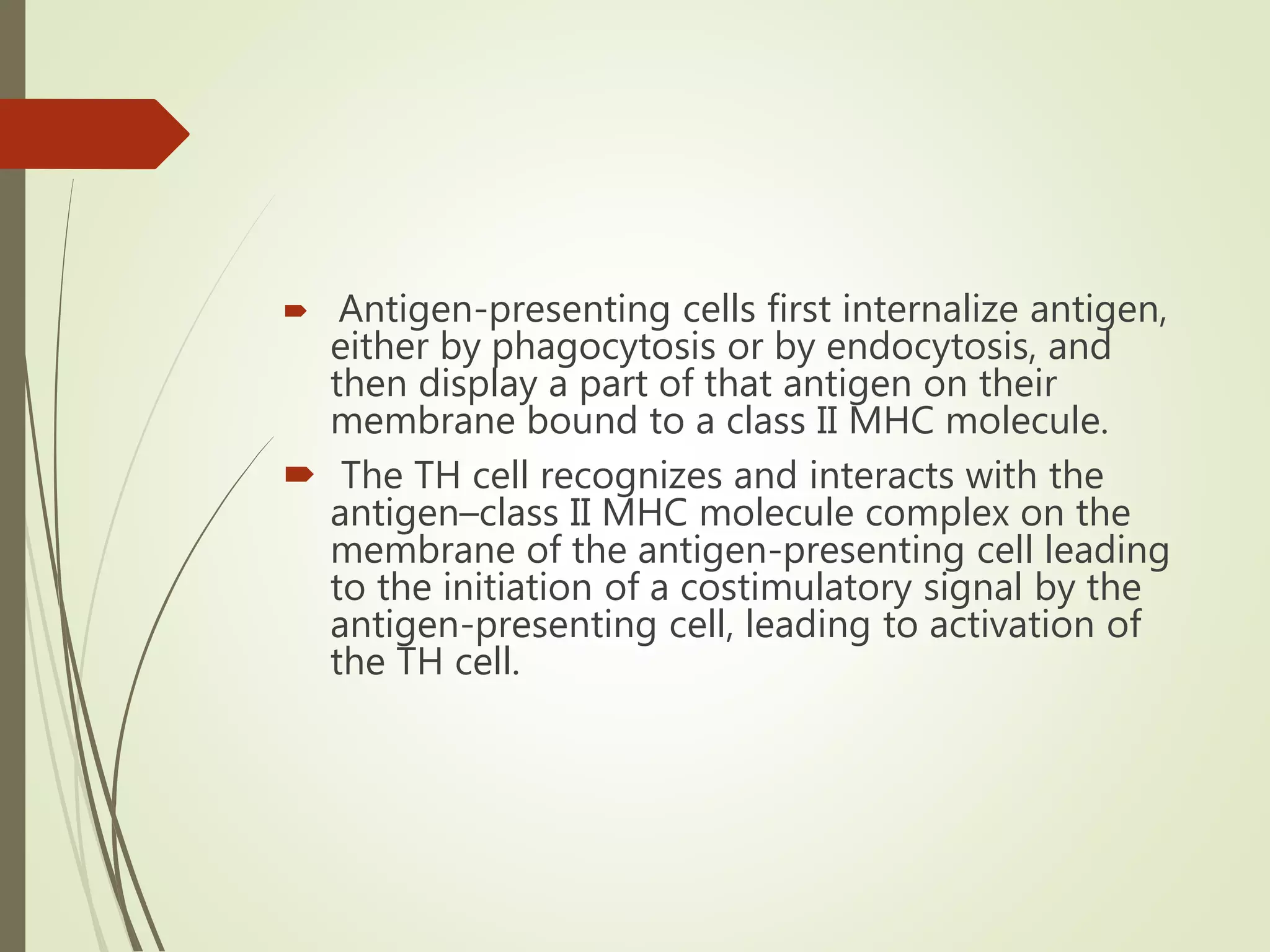  Antigen-presenting cells first internalize antigen,
either by phagocytosis or by endocytosis, and
then display a part of that antigen on their
membrane bound to a class II MHC molecule.
 The TH cell recognizes and interacts with the
antigen–class II MHC molecule complex on the
membrane of the antigen-presenting cell leading
to the initiation of a costimulatory signal by the
antigen-presenting cell, leading to activation of
the TH cell.
 