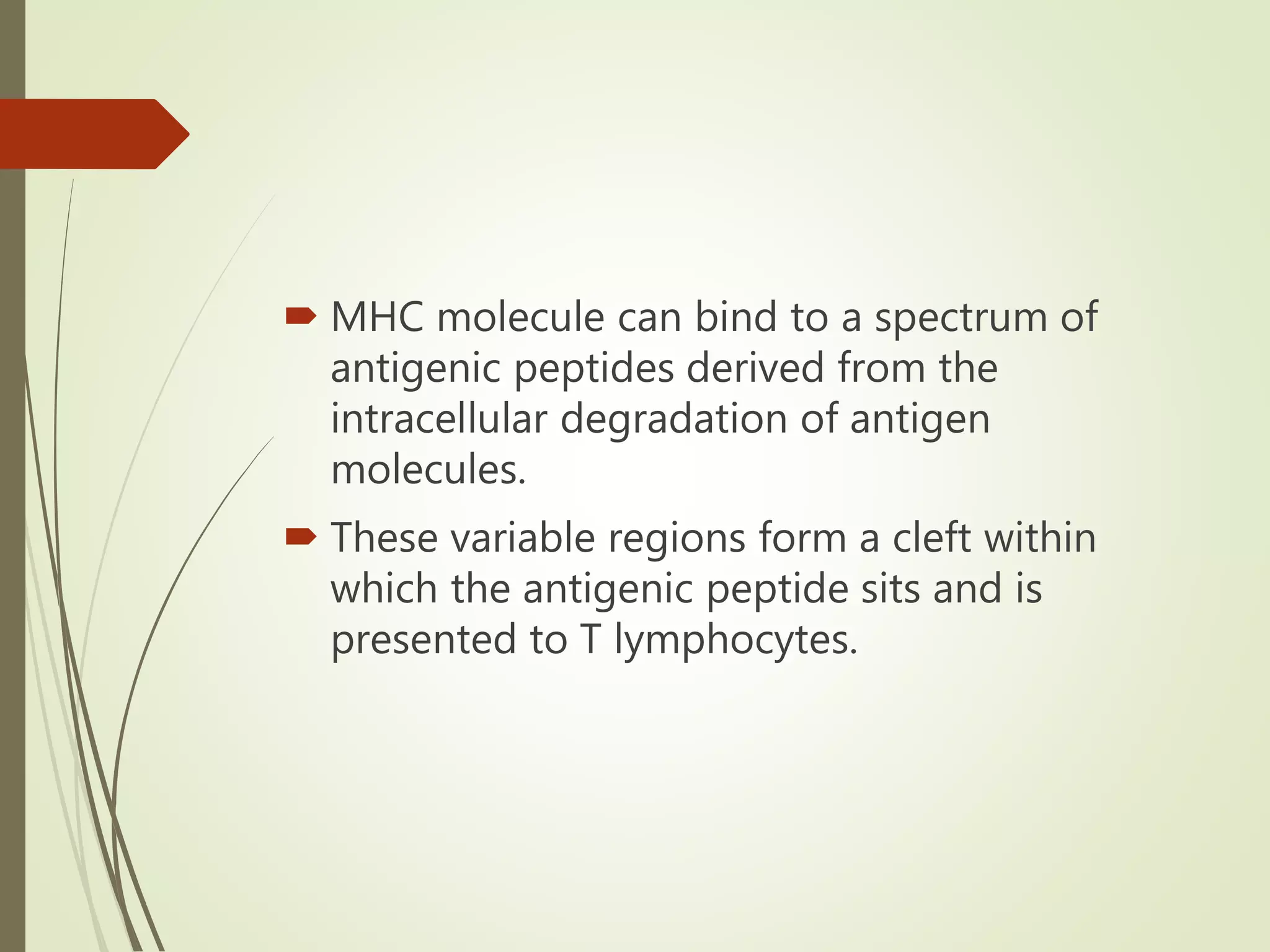  MHC molecule can bind to a spectrum of
antigenic peptides derived from the
intracellular degradation of antigen
molecules.
 These variable regions form a cleft within
which the antigenic peptide sits and is
presented to T lymphocytes.
 