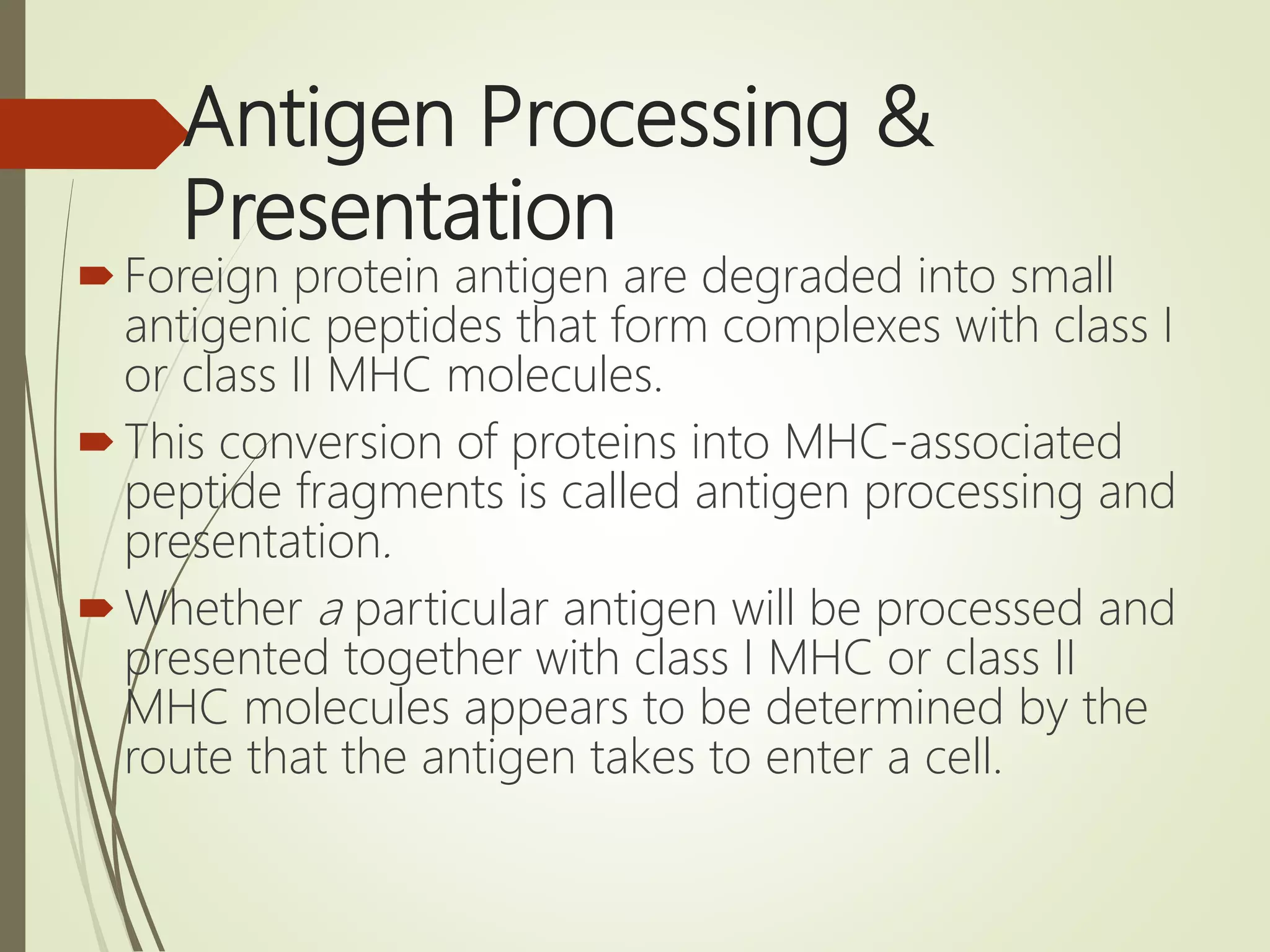 Antigen Processing &
Presentation
Foreign protein antigen are degraded into small
antigenic peptides that form complexes with class I
or class II MHC molecules.
This conversion of proteins into MHC-associated
peptide fragments is called antigen processing and
presentation.
Whether a particular antigen will be processed and
presented together with class I MHC or class II
MHC molecules appears to be determined by the
route that the antigen takes to enter a cell.
 