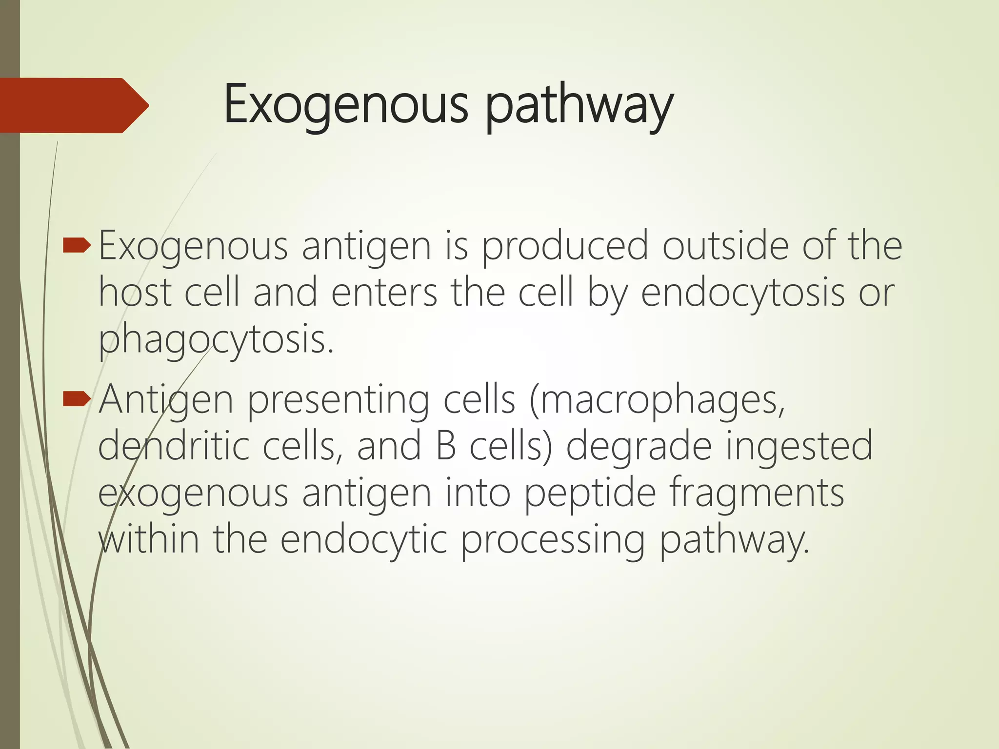 Exogenous pathway
Exogenous antigen is produced outside of the
host cell and enters the cell by endocytosis or
phagocytosis.
Antigen presenting cells (macrophages,
dendritic cells, and B cells) degrade ingested
exogenous antigen into peptide fragments
within the endocytic processing pathway.
 
