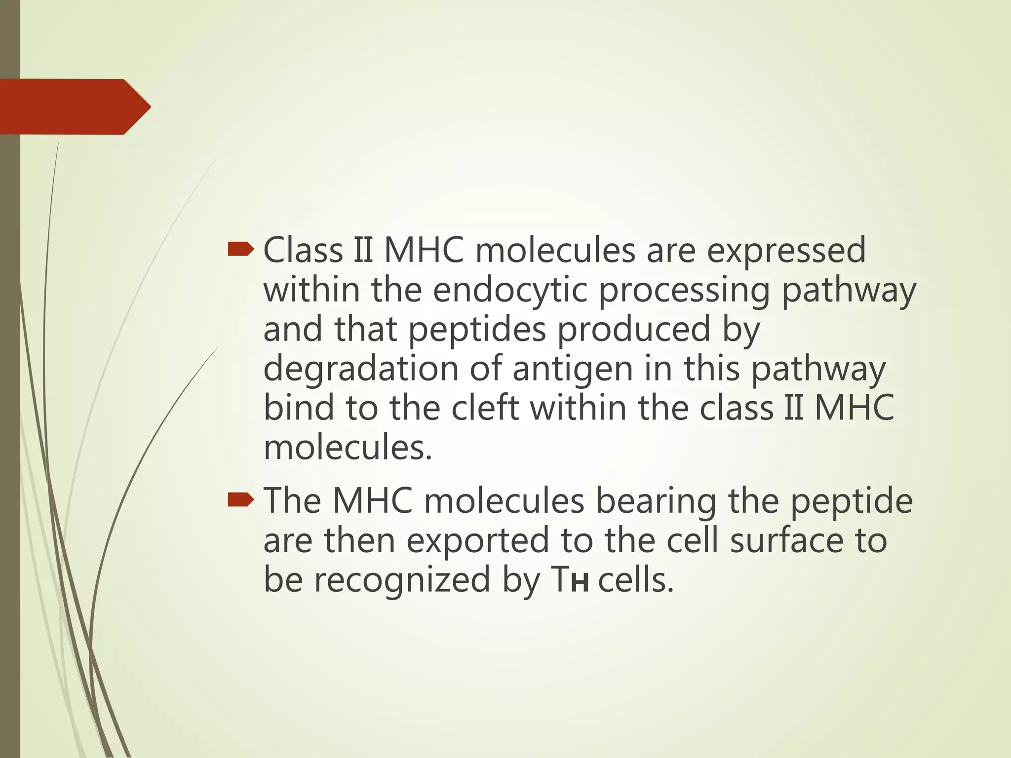 Class II MHC molecules are expressed
within the endocytic processing pathway
and that peptides produced by
degradation of antigen in this pathway
bind to the cleft within the class II MHC
molecules.
The MHC molecules bearing the peptide
are then exported to the cell surface to
be recognized by TH cells.
 