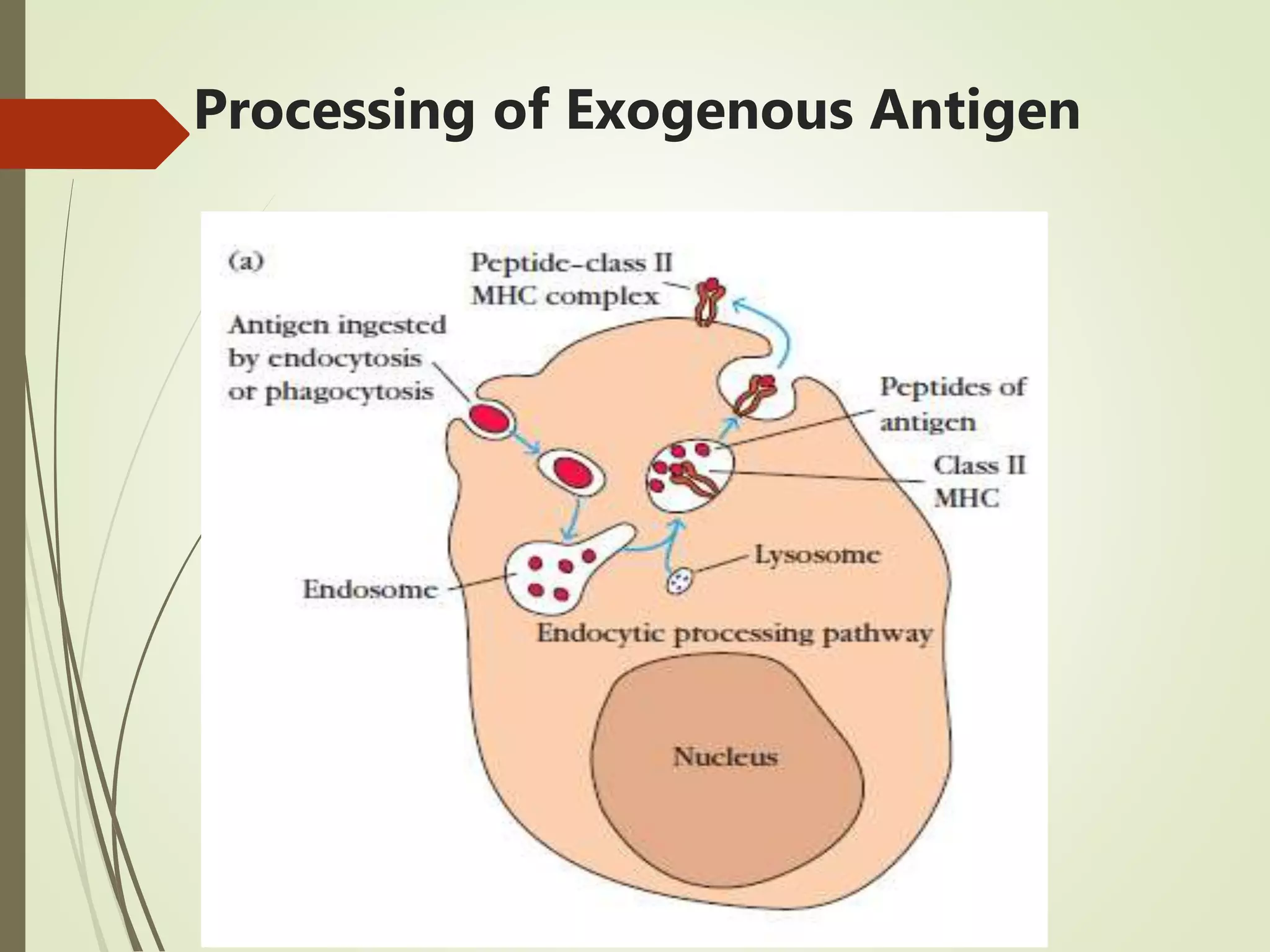 Processing of Exogenous Antigen
 