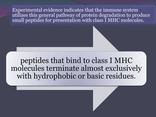 Experimental evidence indicates that the immune system
utilizes this general pathway of protein degradation to produce
small peptides for presentation with class I MHC molecules.
peptides that bind to class I MHC
molecules terminate almost exclusively
with hydrophobic or basic residues.
 