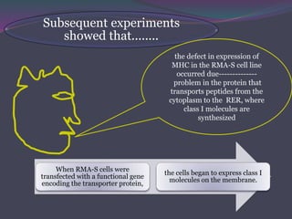 Subsequent experiments
showed that........
the defect in expression of
MHC in the RMA-S cell line
occurred due--------------
problem in the protein that
transports peptides from the
cytoplasm to the RER, where
class I molecules are
synthesized
When RMA-S cells were
transfected with a functional gene
encoding the transporter protein,
the cells began to express class I
molecules on the membrane.
 
