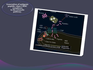 Generation of antigenic
peptide–class I MHC
complexes
in the cytosolic
pathway.
 
