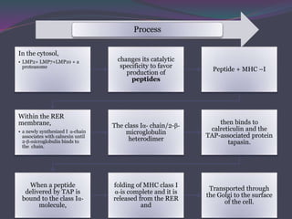 Process
In the cytosol,
• LMP2+ LMP7+LMP10 + a
proteasome
changes its catalytic
specificity to favor
production of
peptides
Peptide + MHC –I
Within the RER
membrane,
• a newly synthesized I α-chain
associates with calnexin until
2-β-microglobulin binds to
the chain.
The class Iα- chain/2-β-
microglobulin
heterodimer
then binds to
calreticulin and the
TAP-associated protein
tapasin.
When a peptide
delivered by TAP is
bound to the class Iα-
molecule,
folding of MHC class I
α-is complete and it is
released from the RER
and
Transported through
the Golgi to the surface
of the cell.
 