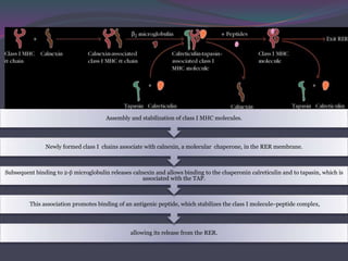 allowing its release from the RER.
This association promotes binding of an antigenic peptide, which stabilizes the class I molecule–peptide complex,
Subsequent binding to 2-β microglobulin releases calnexin and allows binding to the chaperonin calreticulin and to tapasin, which is
associated with the TAP.
Newly formed class I chains associate with calnexin, a molecular chaperone, in the RER membrane.
Assembly and stabilization of class I MHC molecules.
 