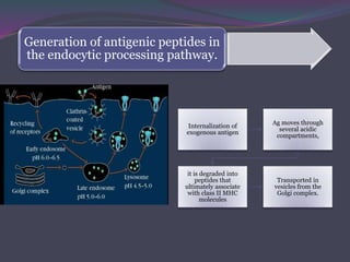 Generation of antigenic peptides in
the endocytic processing pathway.
Internalization of
exogenous antigen
Ag moves through
several acidic
compartments,
it is degraded into
peptides that
ultimately associate
with class II MHC
molecules
Transported in
vesicles from the
Golgi complex.
 