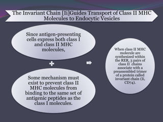 The Invariant Chain [Ii]Guides Transport of Class II MHC
Molecules to Endocytic Vesicles
Since antigen-presenting
cells express both class I
and class II MHC
molecules,
Some mechanism must
exist to prevent class II
MHC molecules from
binding to the same set of
antigenic peptides as the
class I molecules.
When class II MHC
molecule are
synthesized within
the RER, 3 pairs of
class II chains
associate with a
preassembled trimer
of a protein called
invariant chain (Ii,
CD74).
 