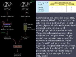 Experimental demonstration of self-MHC
restriction of TH cells. Peritoneal exudate
cells from strain 2, strain 13, or (2 13) F1
guinea pigs were incubated in plastic Petri
dishes, allowing enrichment of
macrophages, which are adherent cells.
The peritoneal macrophages were then
incubated with antigen. These “antigen-
pulsed” macrophages were incubated in
vitro with T cells from strain 2, strain
13, or (2 13) F1 guinea pigs, and the
degree of T-cell proliferation was assessed.
The results indicated that TH cells could
proliferate only in response to antigen
presented by macrophages that shared
MHC alleles.
 