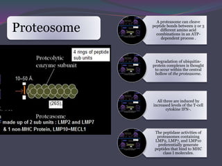A proteasome can cleave
peptide bonds between 2 or 3
different amino acid
combinations in an ATP-
dependent process .
Degradation of ubiquitin-
protein complexes is thought
to occur within the central
hollow of the proteasome.
All three are induced by
increased levels of the T-cell
cytokine IFN-.
The peptidase activities of
proteasomes containing
LMP2, LMP7, and LMP10
preferentially generate
peptides that bind to MHC
class I molecules.
Proteosome
 