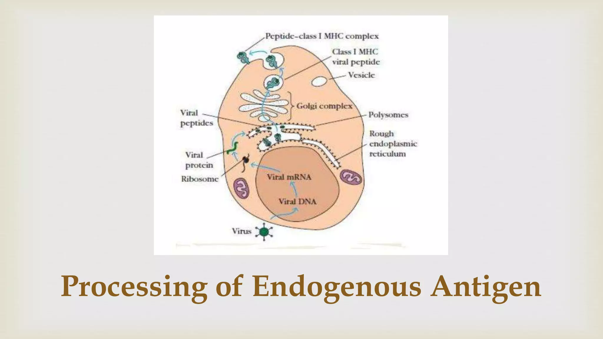 Processing of Endogenous Antigen
 