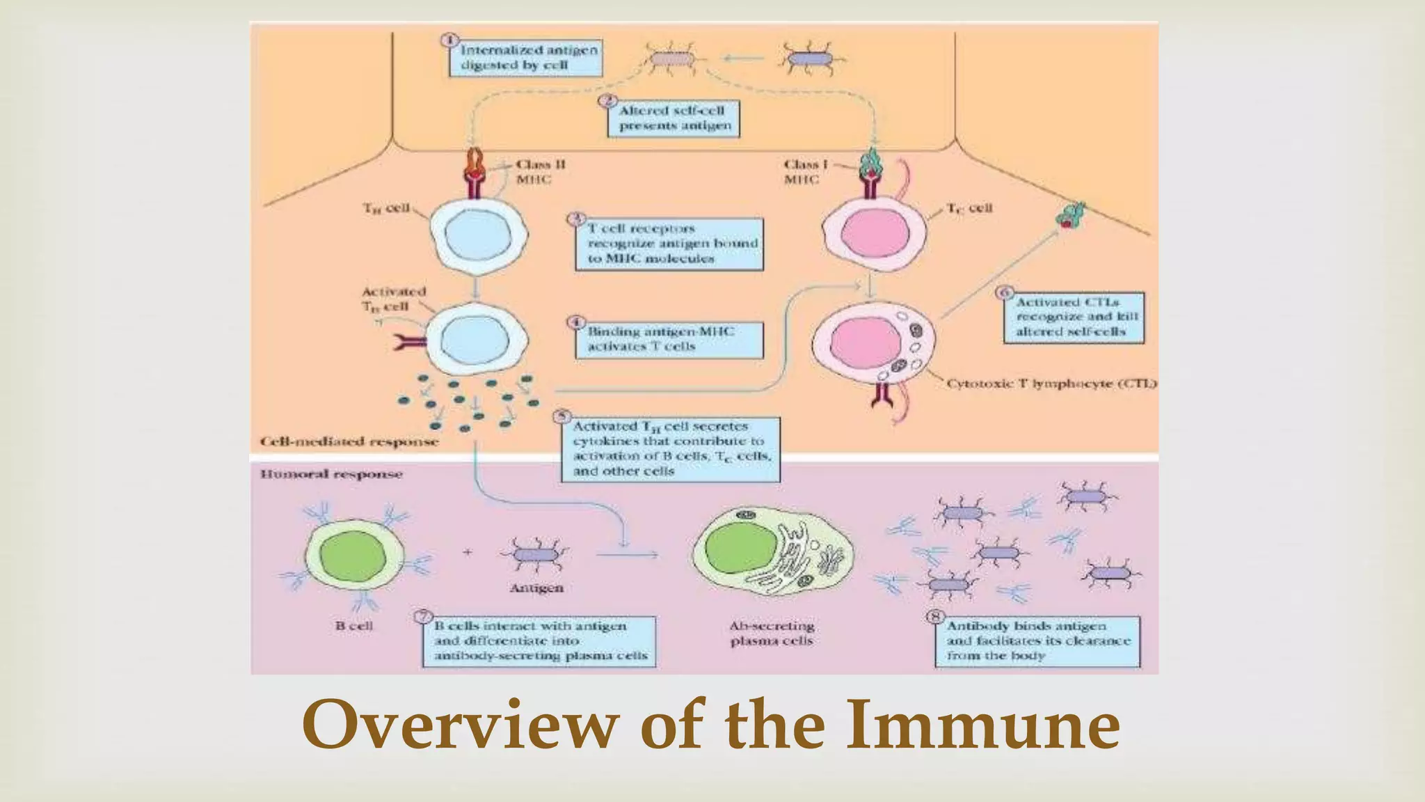 Overview of the Immune
 