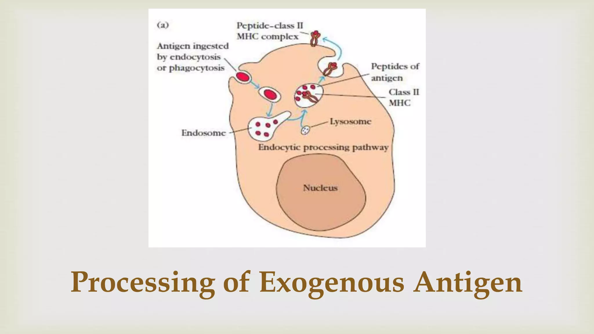 Processing of Exogenous Antigen
 
