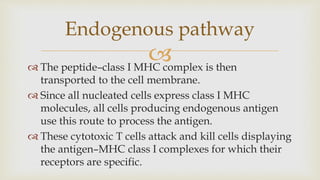 
 The peptide–class I MHC complex is then
transported to the cell membrane.
 Since all nucleated cells express class I MHC
molecules, all cells producing endogenous antigen
use this route to process the antigen.
 These cytotoxic T cells attack and kill cells displaying
the antigen–MHC class I complexes for which their
receptors are specific.
Endogenous pathway
 