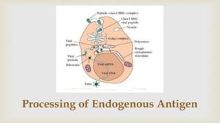 Processing of Endogenous Antigen
 