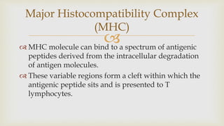 
 MHC molecule can bind to a spectrum of antigenic
peptides derived from the intracellular degradation
of antigen molecules.
 These variable regions form a cleft within which the
antigenic peptide sits and is presented to T
lymphocytes.
Major Histocompatibility Complex
(MHC)
 