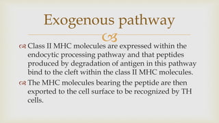 
 Class II MHC molecules are expressed within the
endocytic processing pathway and that peptides
produced by degradation of antigen in this pathway
bind to the cleft within the class II MHC molecules.
 The MHC molecules bearing the peptide are then
exported to the cell surface to be recognized by TH
cells.
Exogenous pathway
 