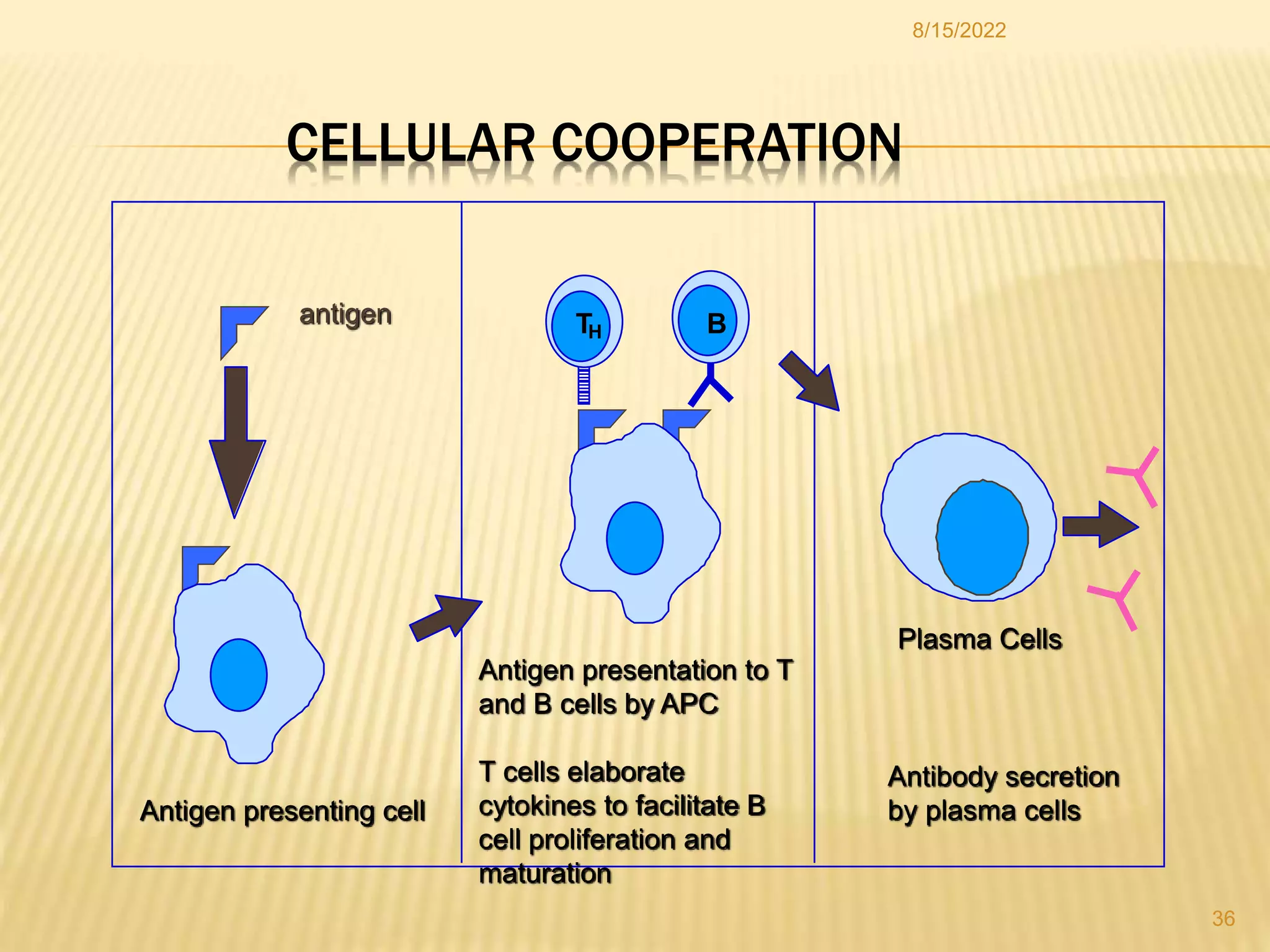 ANTIGEN PROCESSING PRESENTATION AND RECOGNITION - Copy [Autosaved].pptx
