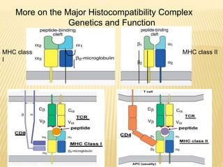 ANTIGEN PROCESSING PRESENTATION AND RECOGNITION - Copy [Autosaved].pptx