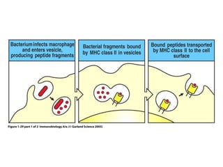 Antigen recognition by t lymphocytes | PPT