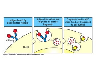 Antigen recognition by t lymphocytes | PPT