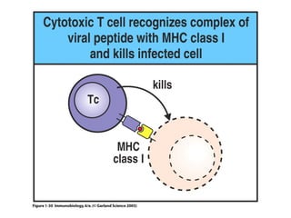 Antigen recognition by t lymphocytes | PPT