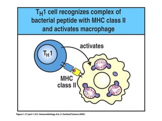 Antigen recognition by t lymphocytes | PPT