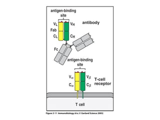 Antigen recognition by t lymphocytes | PPT