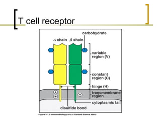 Antigen recognition by t lymphocytes | PPT