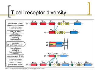 Antigen recognition by t lymphocytes | PPT