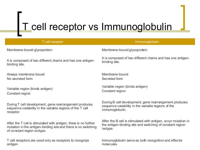 antigen recognition by t lymphocytes form 4056 t